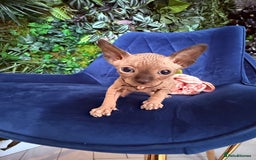 Sphynx cats for sale: Tica Beautiful Kittens Ready Soon! - Image 8
