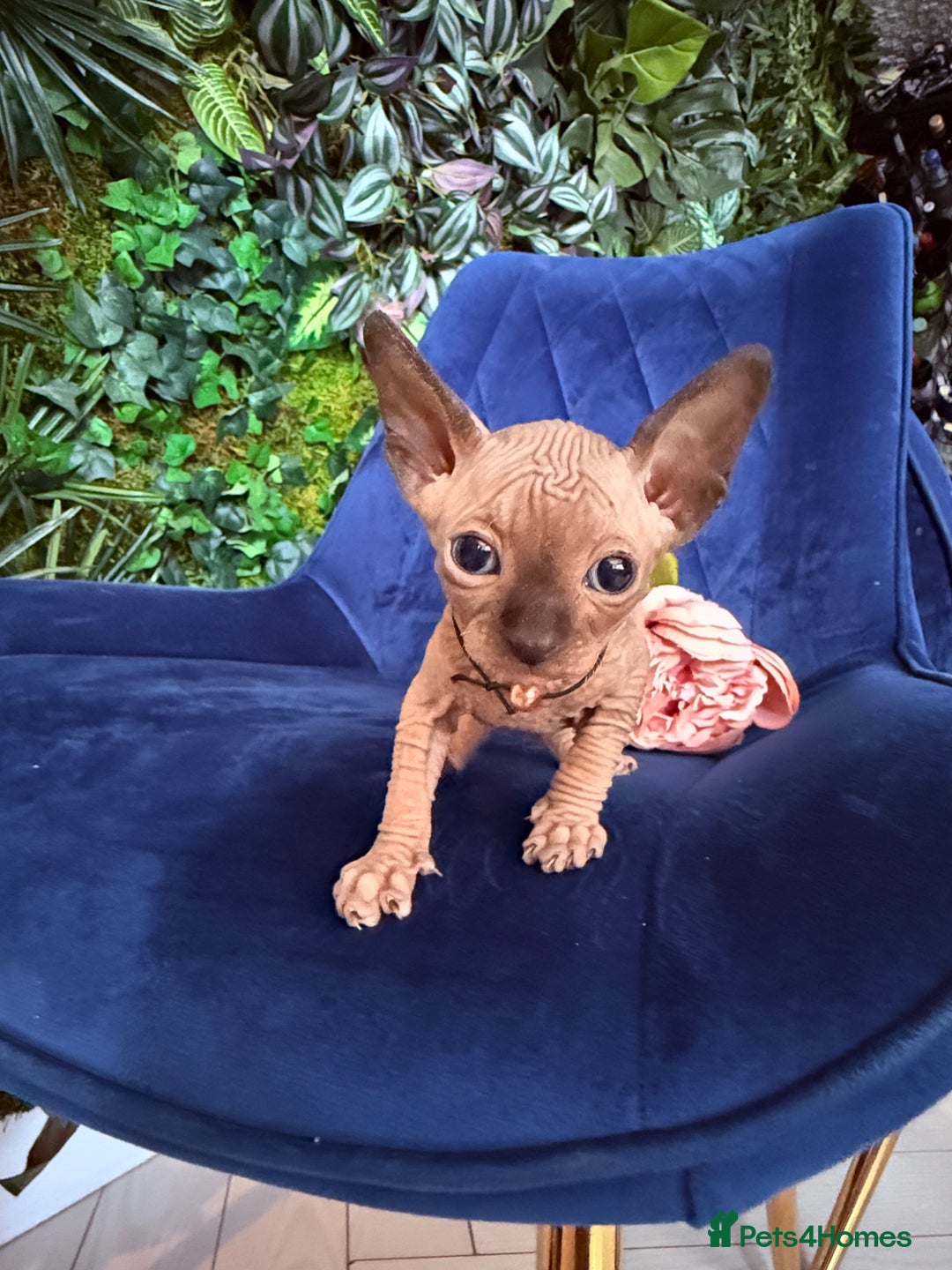 Sphynx cats for sale: Tica Beautiful Kittens Ready Soon! - Image 8