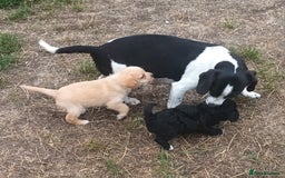 Jackapoo dogs for sale: Adorable Fluffy Jack-A-Poo Puppies for Sale - Image 6