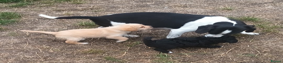 Golden Flat Coat Boy 2