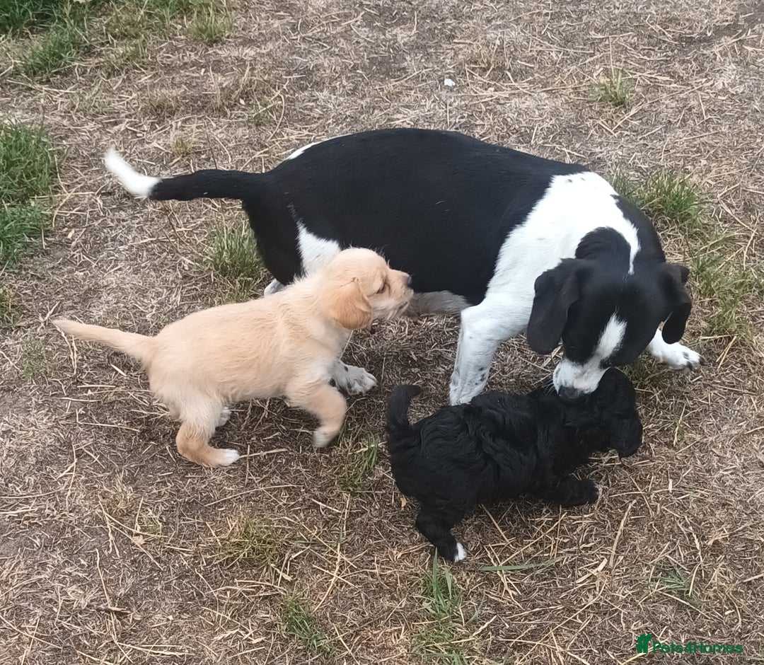 Jackapoo dogs for sale: Adorable Fluffy Jack-A-Poo Puppies for Sale - Image 6