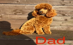 Toy Poodle dogs for sale: Beautiful Toy Poodle Puppies - Image 6