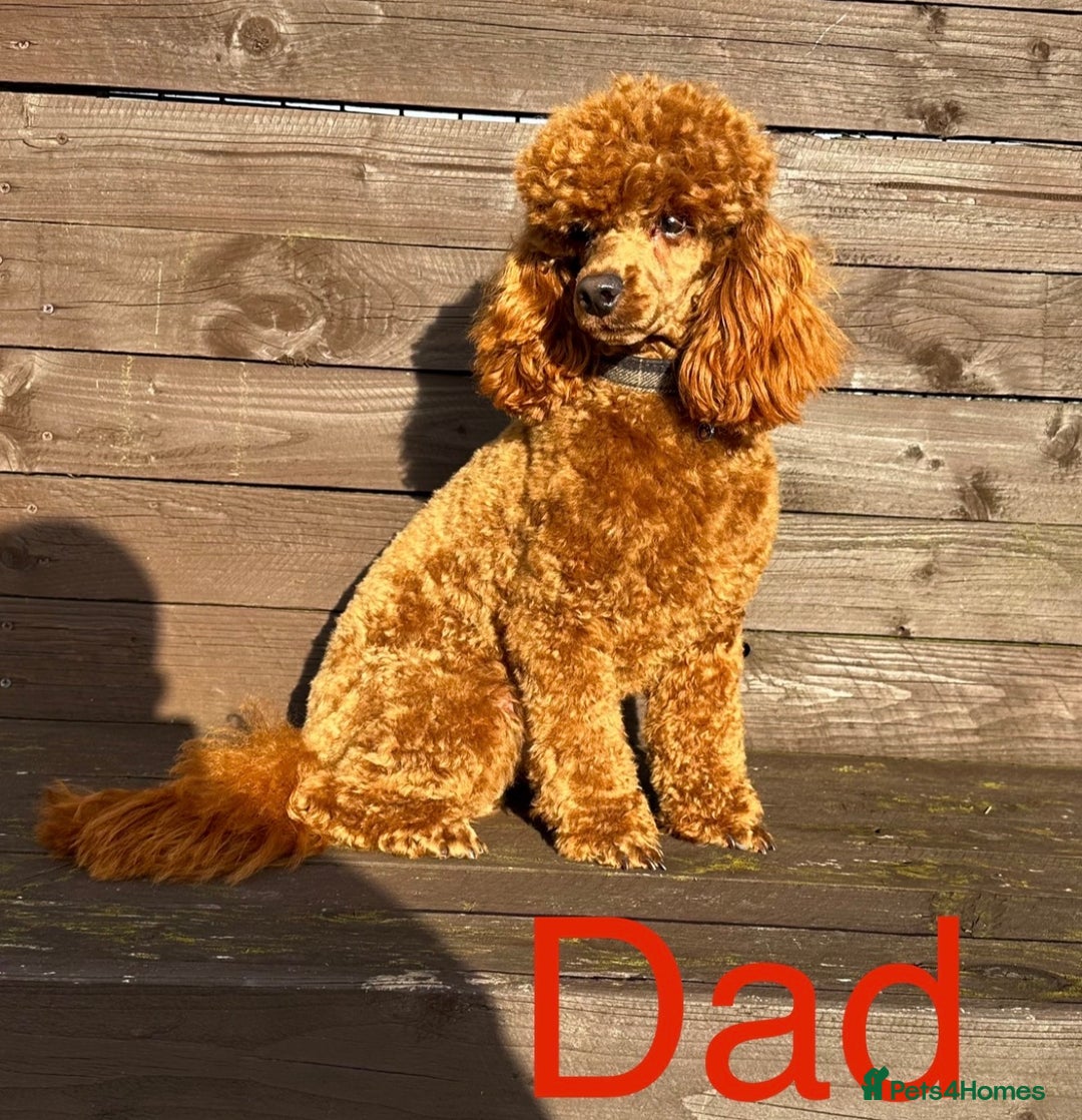Toy Poodle dogs for sale: Beautiful Toy Poodle Puppies - Image 6