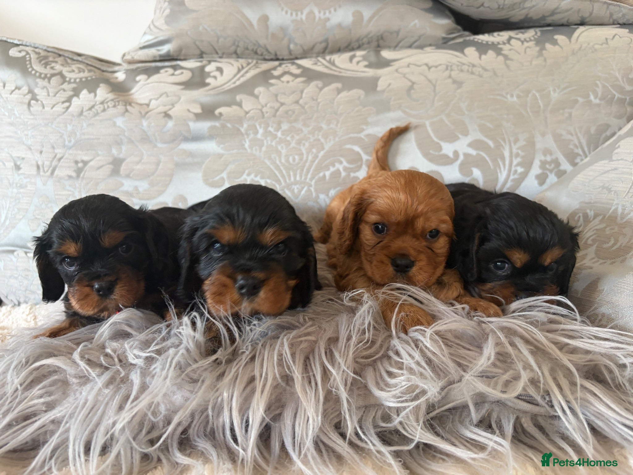 Cavalier King Charles Spaniel dogs KC Beautiful Health Tested Babies - Advert 1