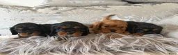 Cavalier King Charles Spaniel dogs for sale: KC Beautiful Health Tested Babies - Advert 1