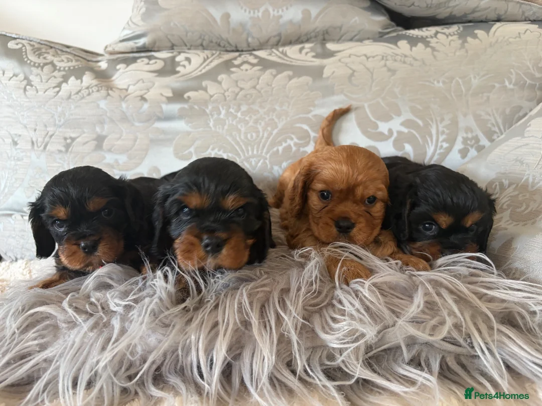 Cavalier King Charles Spaniel dogs for sale: KC Beautiful Health Tested Babies - Advert 1
