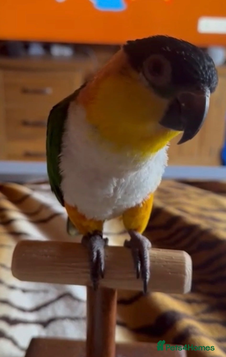Parrots birds Black capped Caique  - Advert 1