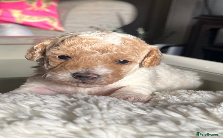 Maltipoo dogs - Advert 1