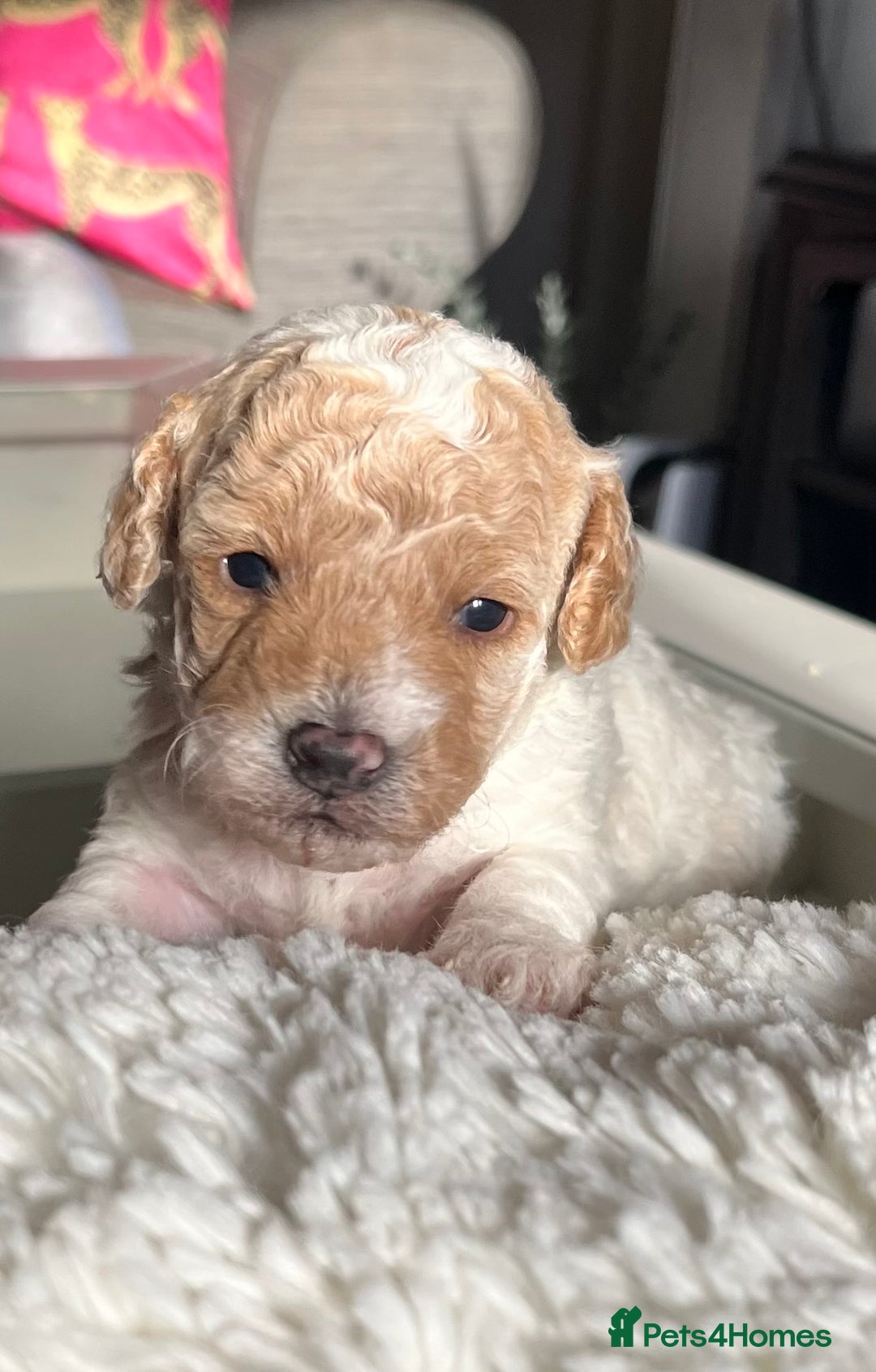 Maltipoo dogs for sale: Beautiful Maltipoo pups  - Image 1