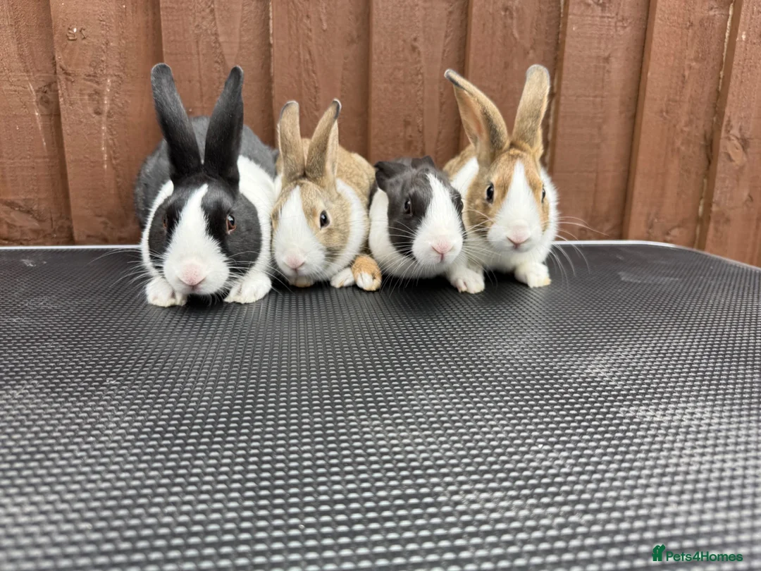 Dutch rabbits for sale: Baby Dutch Rabbits For Sale  - Advert 2