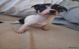 Jack Russell dogs for sale: 2 beautiful Jack Russell puppys - Image 11