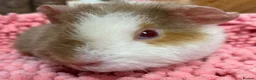 Guinea Pig rodents for sale: Gorgeous pair of Teddy boys/boars/males - Advert 12