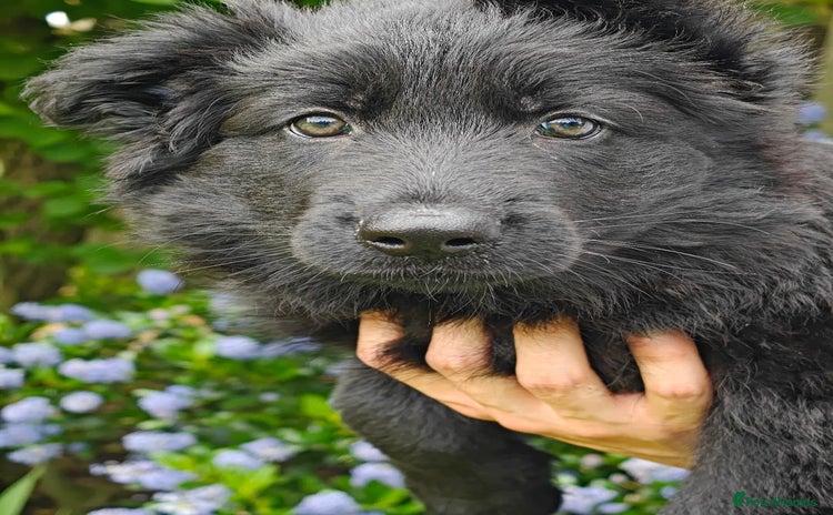 German Shepherd dogs for sale - Advert 1