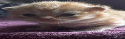 British Shorthair cats for sale: British shorthair kittens  - Advert 14