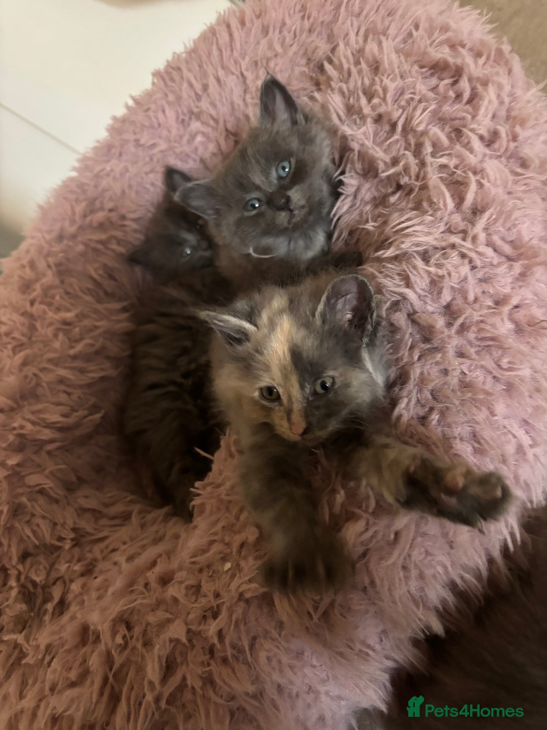 Mixed Breed cats for sale: Fluffy Turkish Angora mixed breed kittens  - Image 13