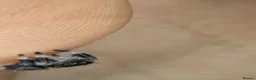 Spiders invertebrates for sale: Unsexed i5/i6 Jumping spider Florida Everglades  - Advert 10