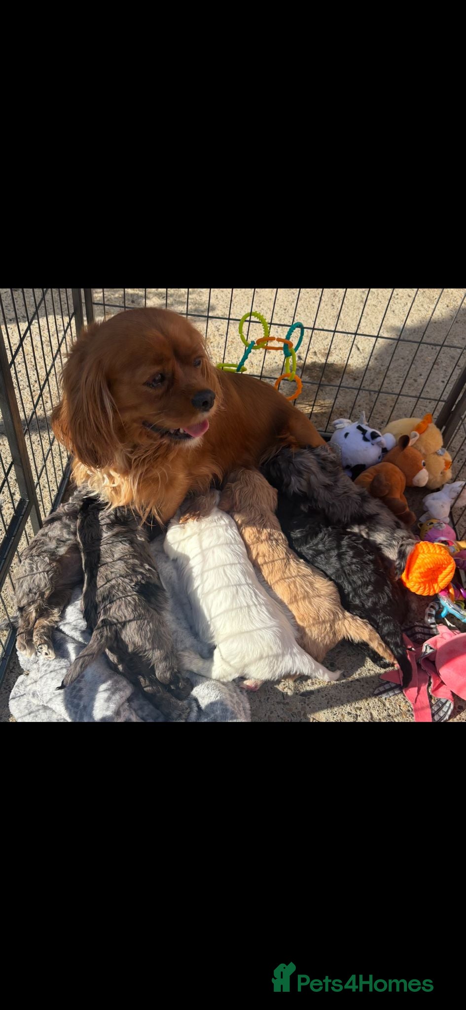 Cavapoo dogs Cavapoo - Advert 1