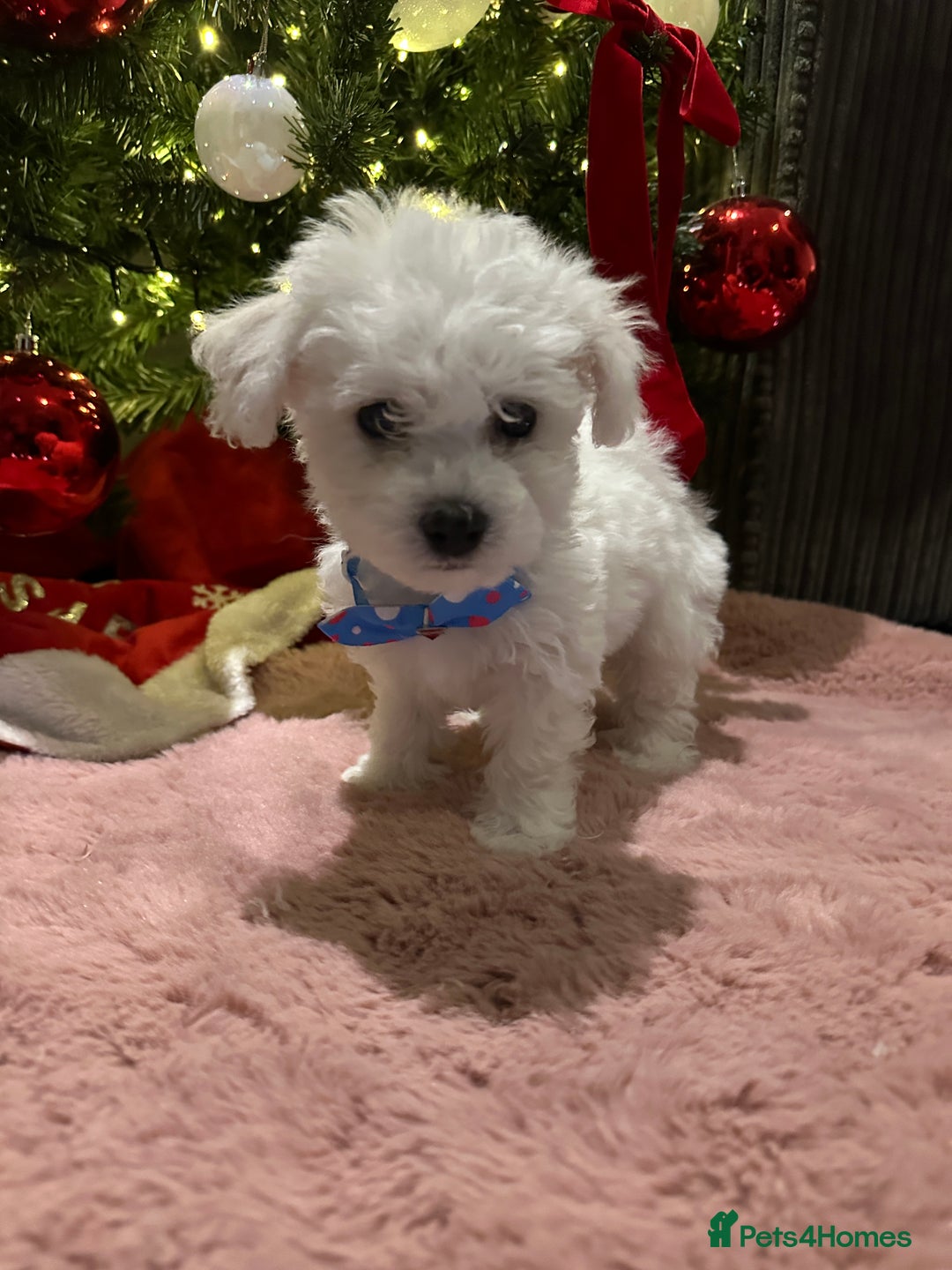 Bichon Frise dogs for sale: Pure Pedigree Champion Bloodline Bichon Frise  - Advert 9