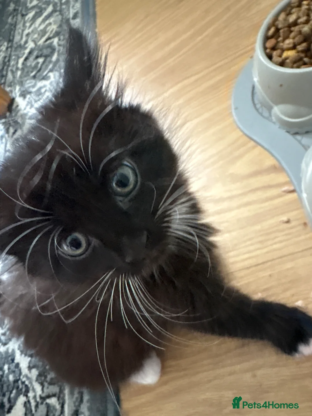 British Shorthair cats for sale: BSH X BLH kittens 2 male 1 female  - Advert 7