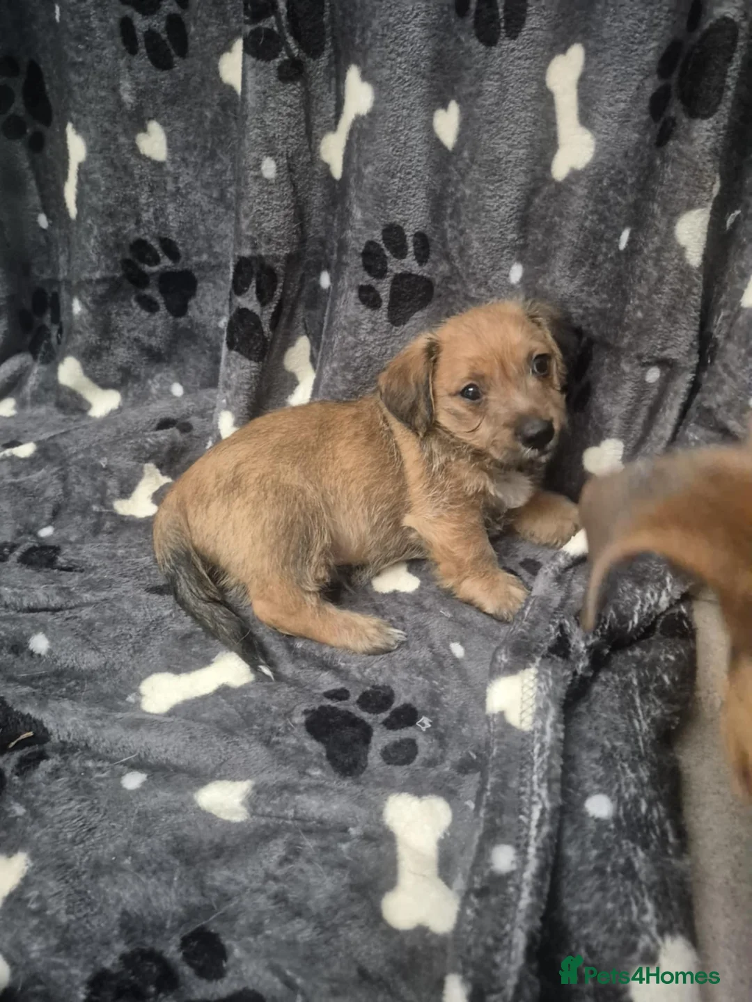 Jackapoo dogs for sale: Jackapoo type pups - Advert 6