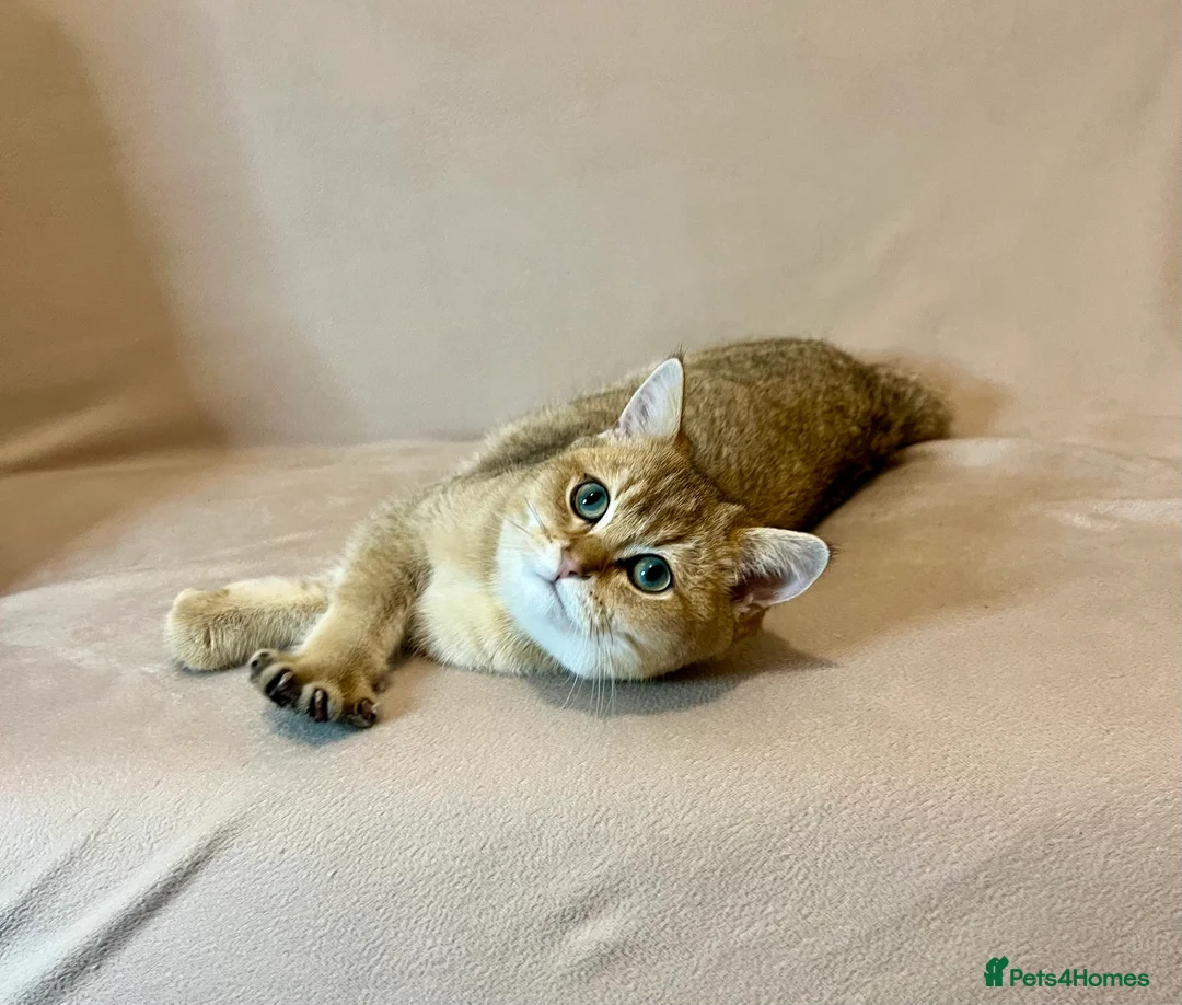 British Shorthair cats for sale: 🐾 Purebred BSH Golden kitten 🐾  - Advert 6