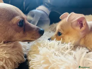 Pomchi dogs Just 4 Pomchi pups left - Advert 7