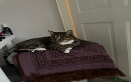 Mixed Breed cats for sale: Mitsu - Image 4