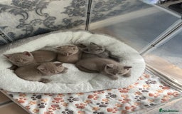 British Shorthair cats for sale: British shorthair kittens  - Image 14