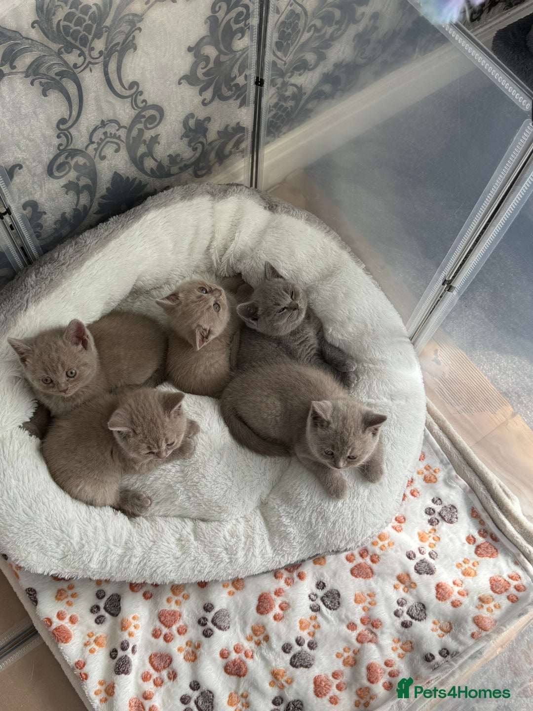 British Shorthair cats for sale: British shorthair kittens  - Image 14