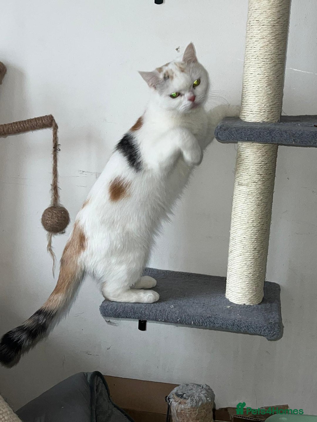 British Longhair cats for sale: Beautiful Cats for Sale – Loving Homes Only - Advert 2