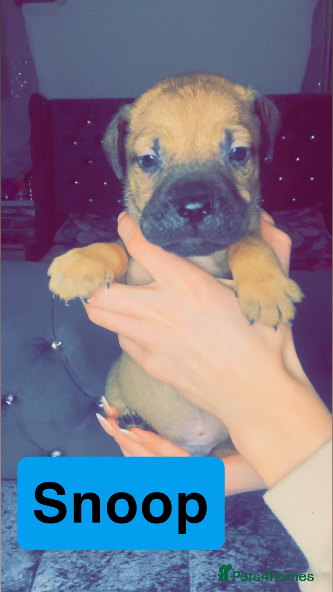 Mixed Breed dogs for sale: Mastiff puppies - Advert 14