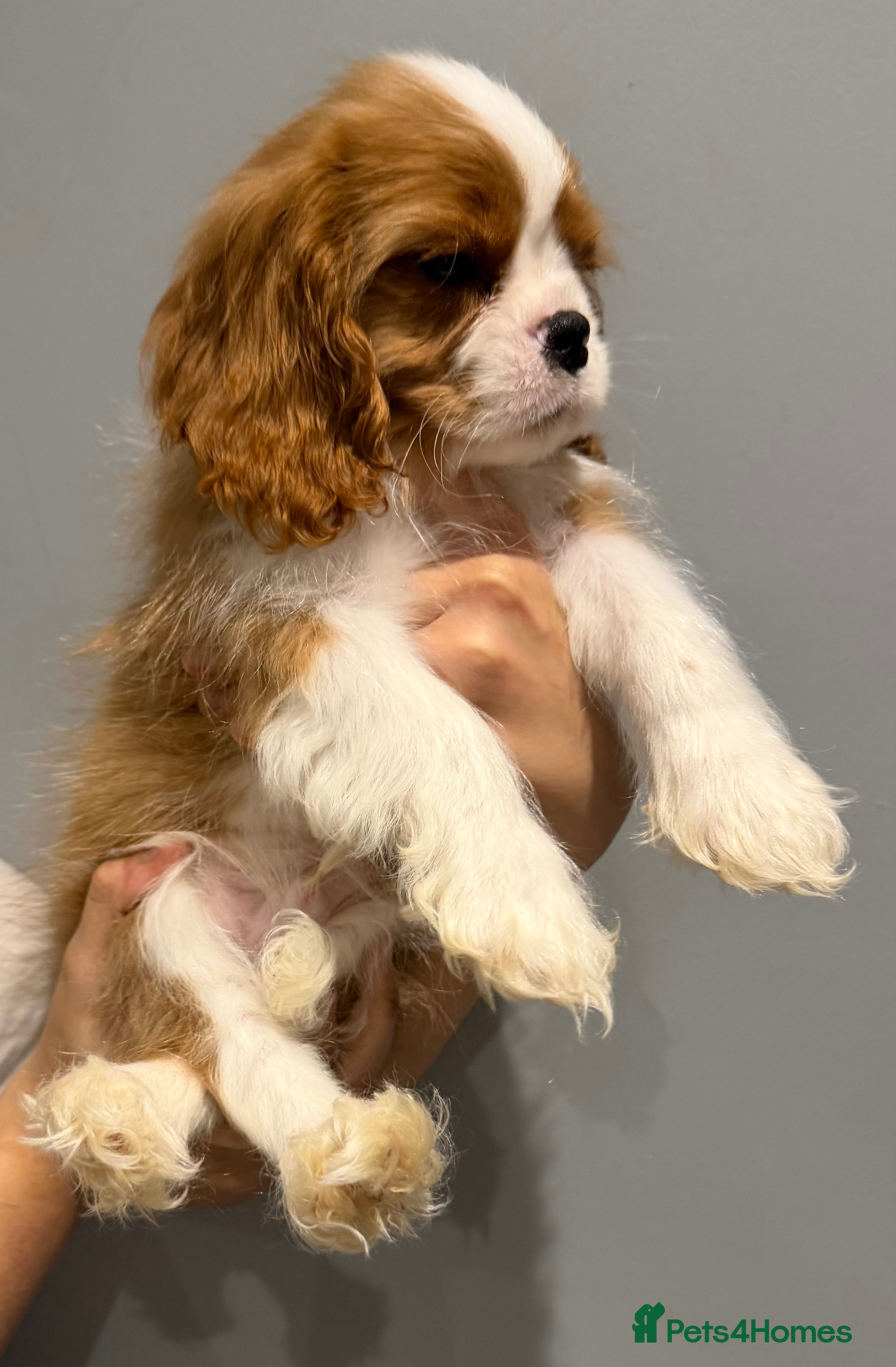 Cavalier King Charles Spaniel dogs Cavalier King Charles spaniel puppies  - Advert 4