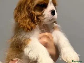 Cavalier King Charles Spaniel dogs Cavalier King Charles spaniel puppies - Advert 4