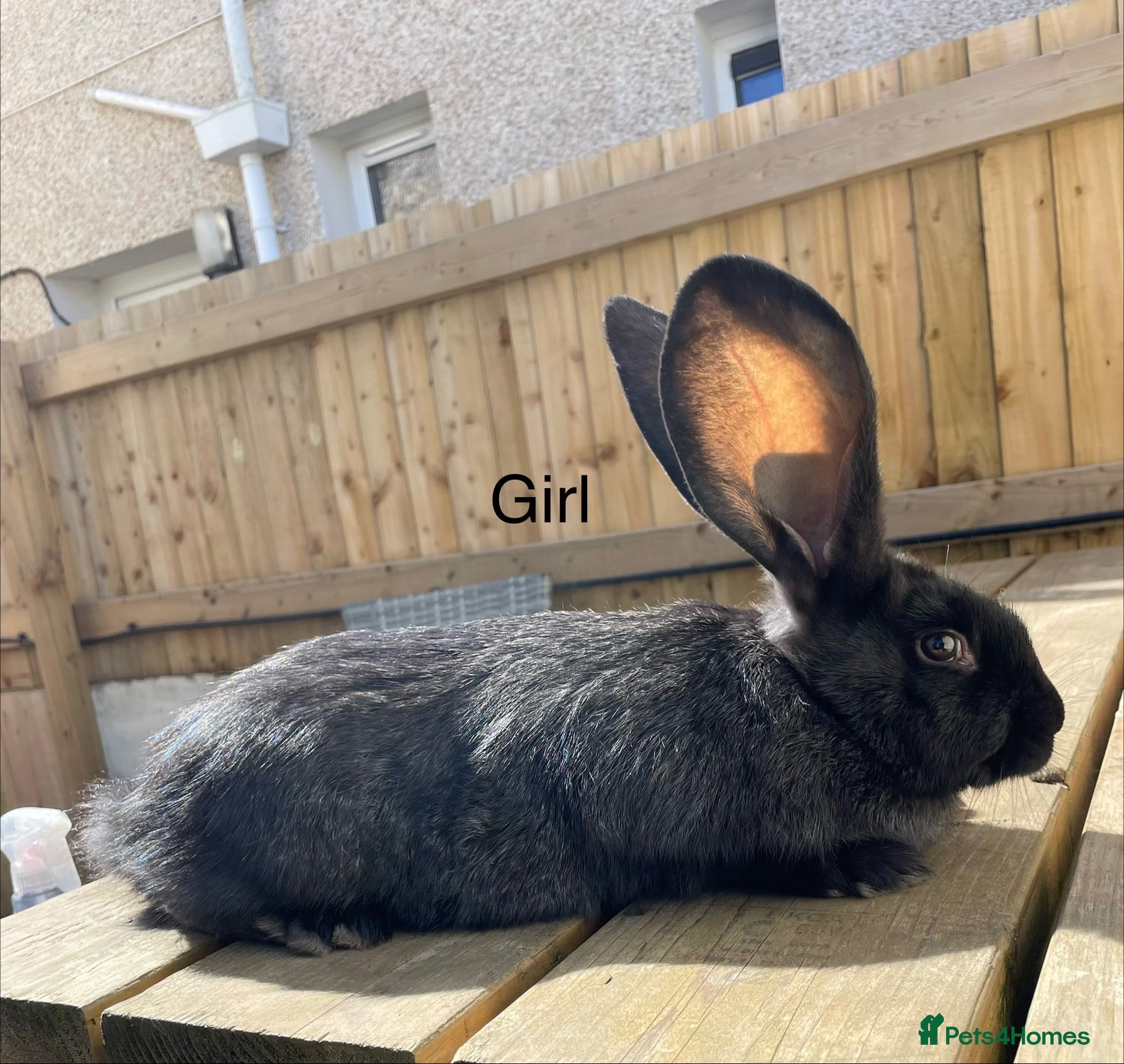 Continental Giant rabbits Beautiful pure bred continental giants - Advert 2