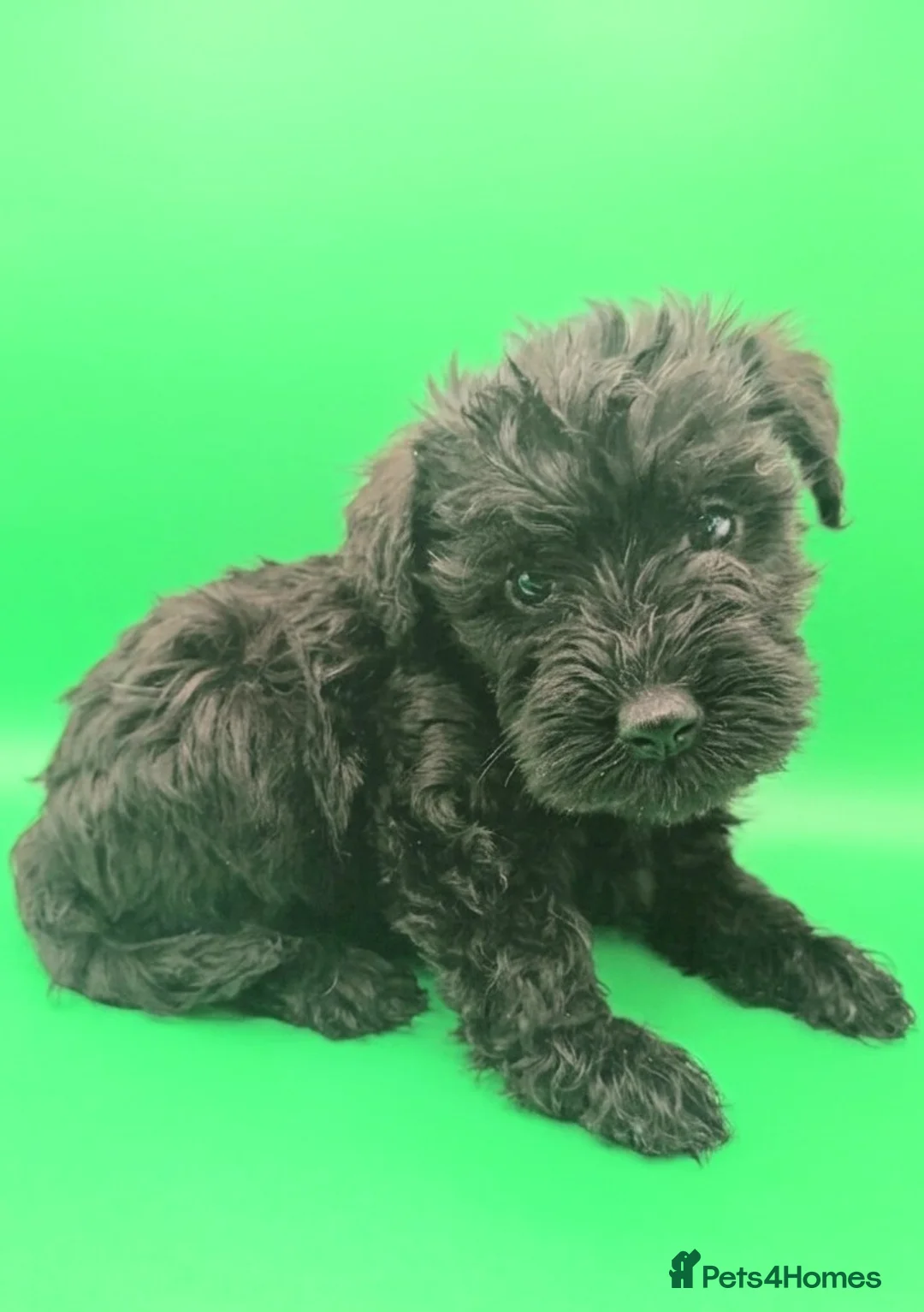 Schnoodle dogs for sale: BLUE Schnoodle Puppies 🐾 - Advert 2