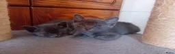 Korat cats for sale: Jasumik Korats  in Swansea - Advert 4