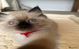Ragdoll cats for sale: Adorable Blue Point Ragdoll Kittens - Image 6