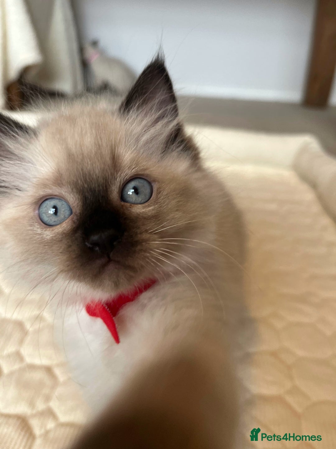 Ragdoll cats for sale: Adorable Blue Point Ragdoll Kittens - Image 6