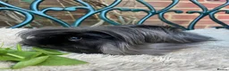 Guinea Pig rodents for sale: Peruvian black long haired sow guinea pig - Advert 5