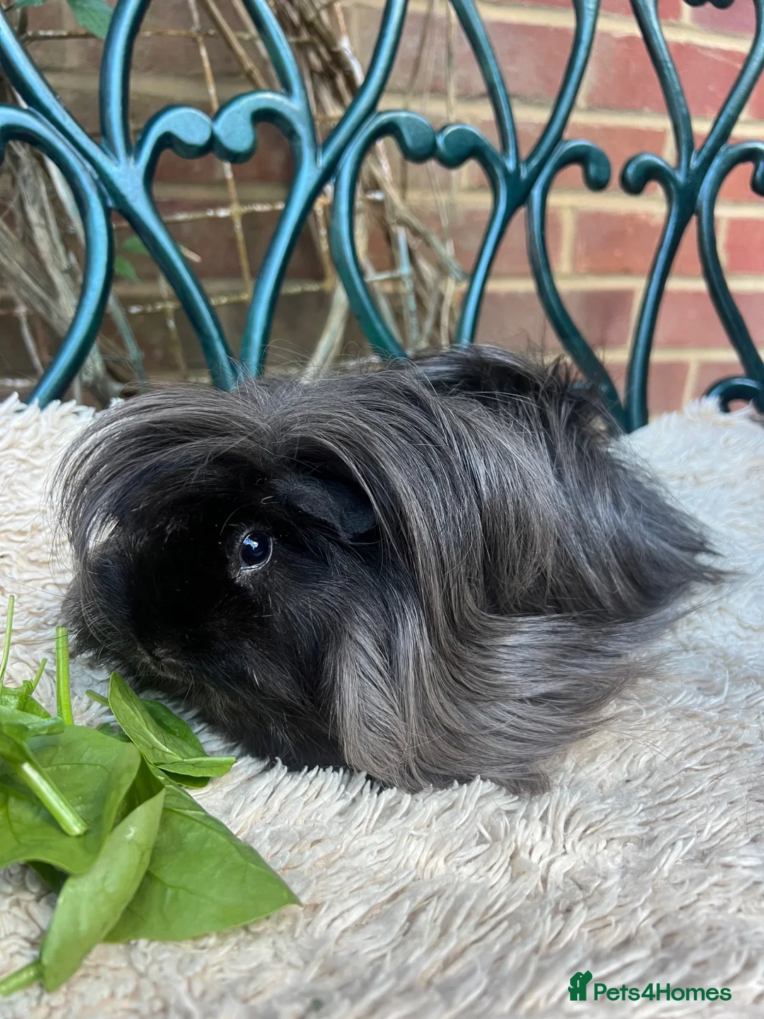 Guinea Pig rodents for sale: Peruvian black long haired sow guinea pig - Advert 5
