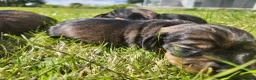Dachshund dogs for sale: Kc registered teckel  - Advert 14