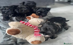 Miniature Schnauzer dogs for sale: KC Pedigree Mini Schnauzer - Image 9