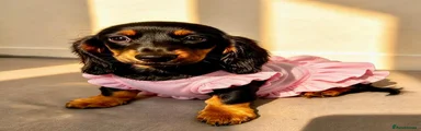 Miniature Dachshund 4
