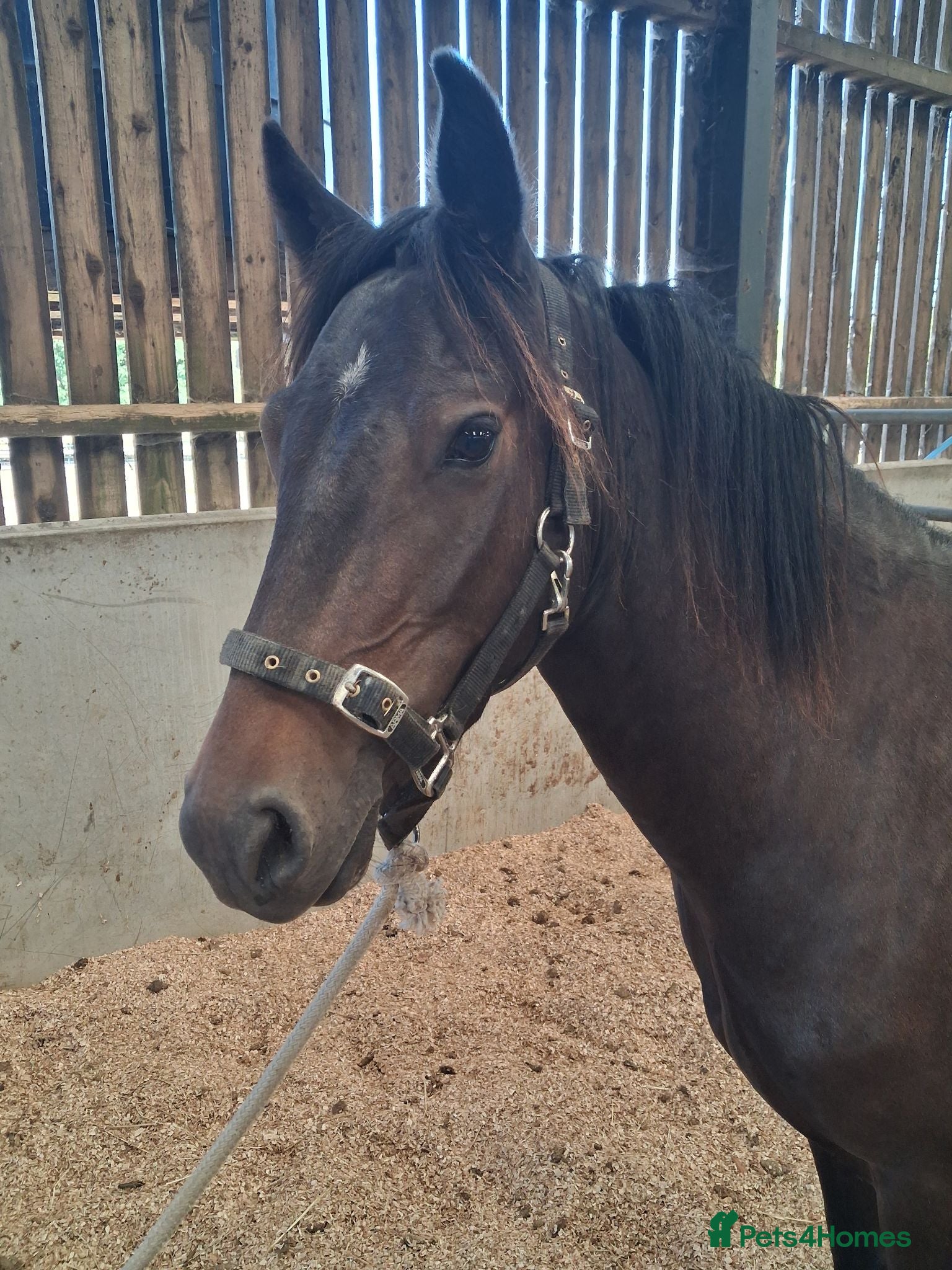 New Forest horses Geldings  - Advert 1