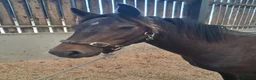 New Forest horses for sale: Geldings  - Advert 1