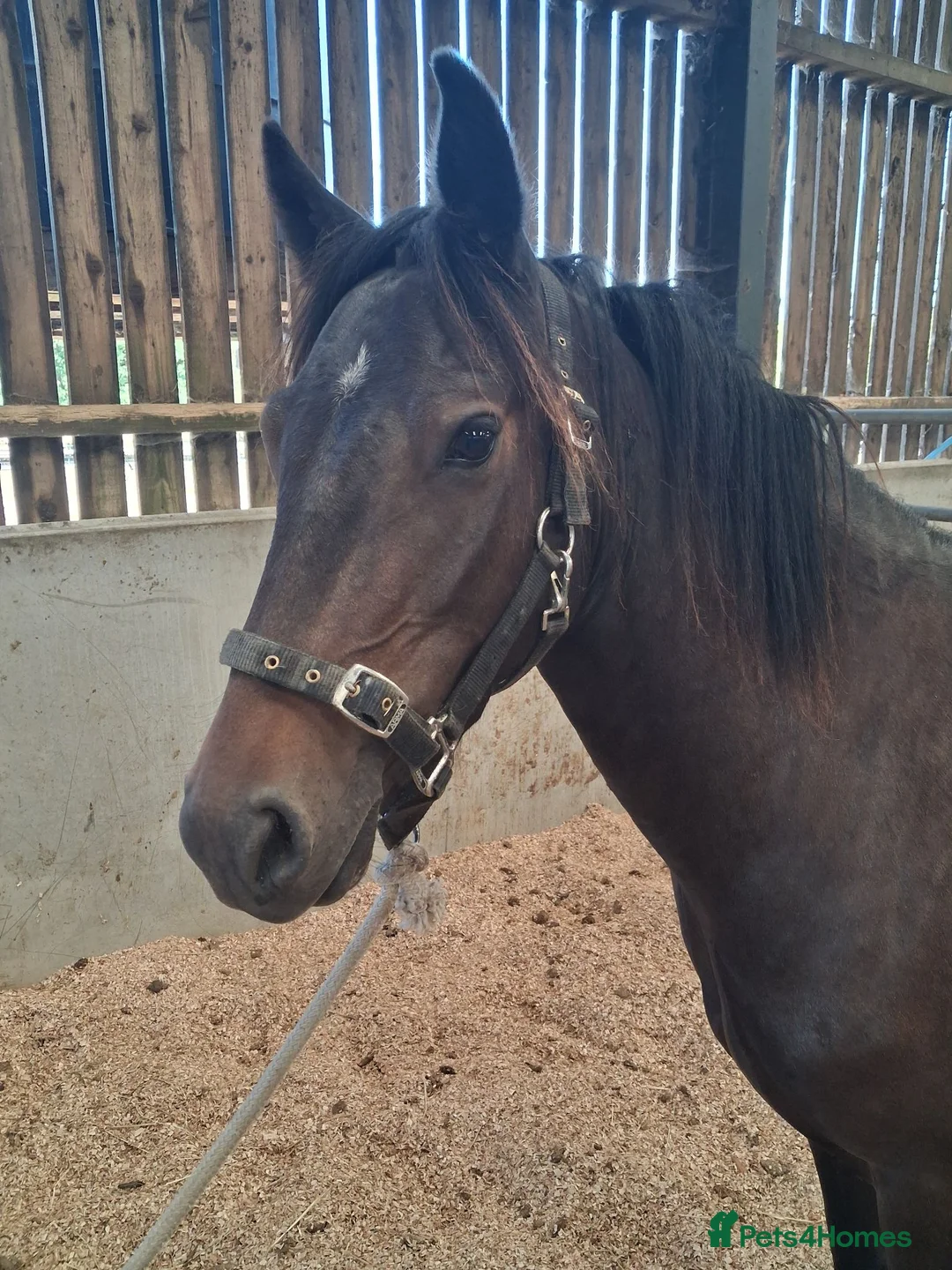 New Forest horses for sale: Geldings  - Advert 1