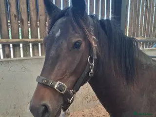 New Forest horses Geldings - Advert 1