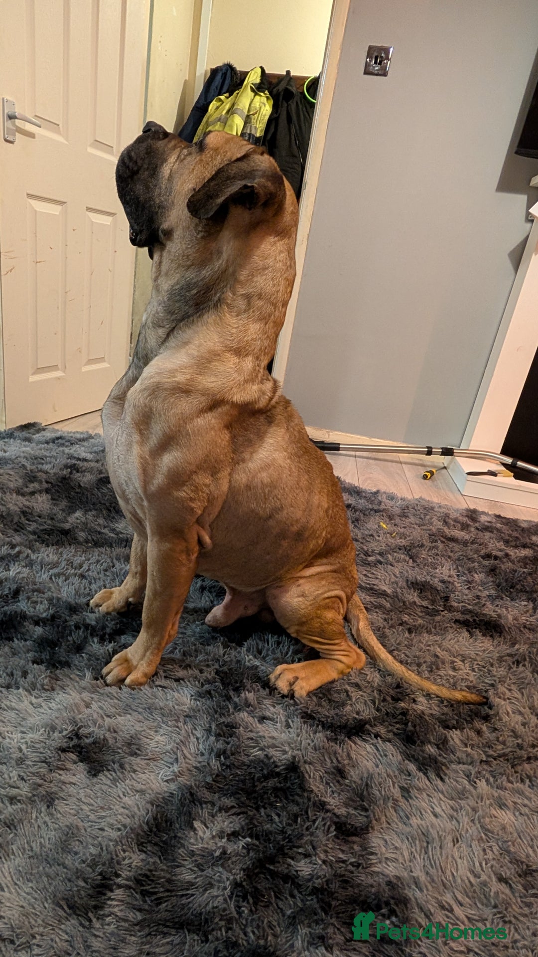 Bullmastiff dogs for sale: Bullmastiff  - Advert 1