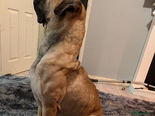 Bullmastiff dogs Bullmastiff - Advert 1