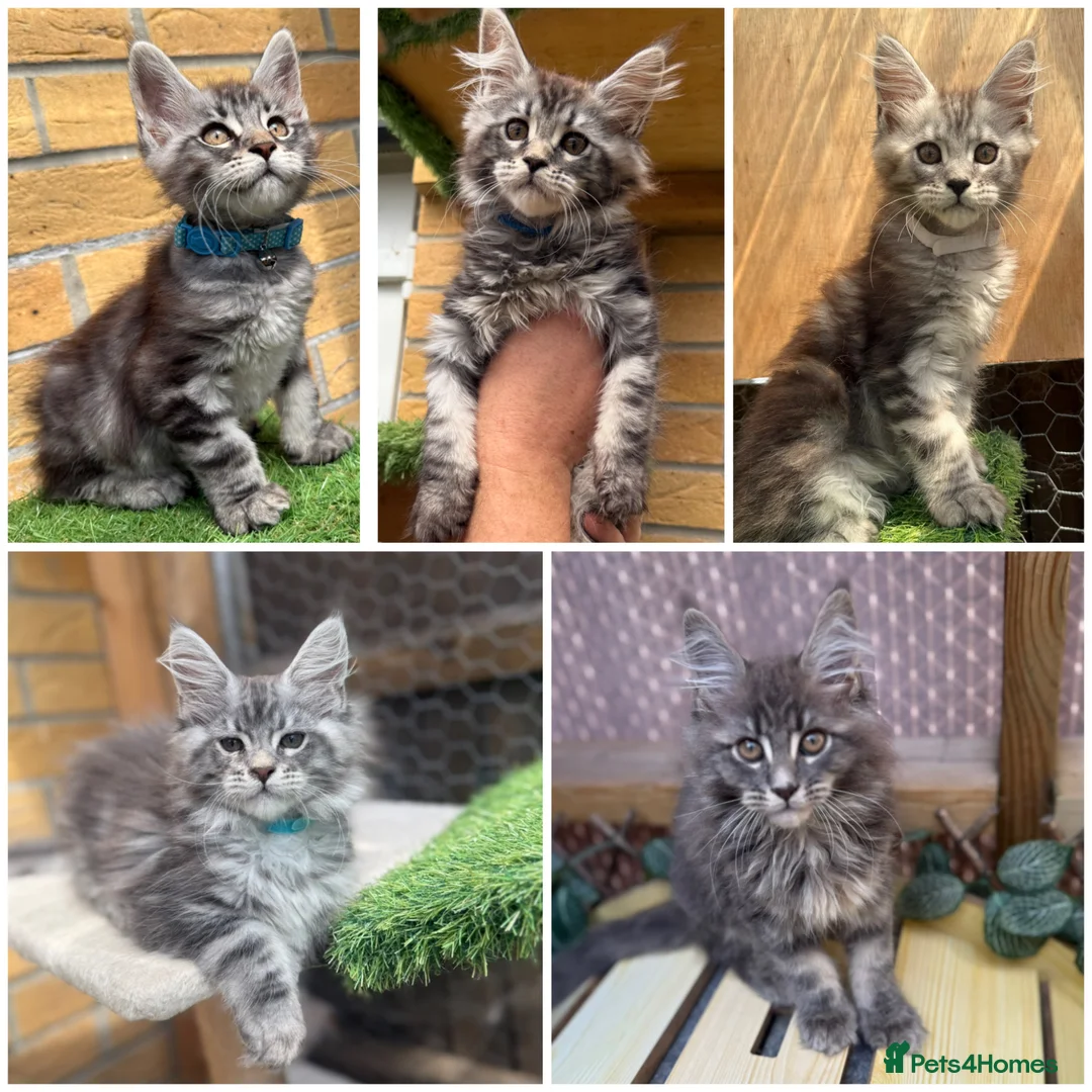 Maine Coon cats for sale: 5 Blue and Black smoke Maine Coon kittens left in Sudbury - Advert 1